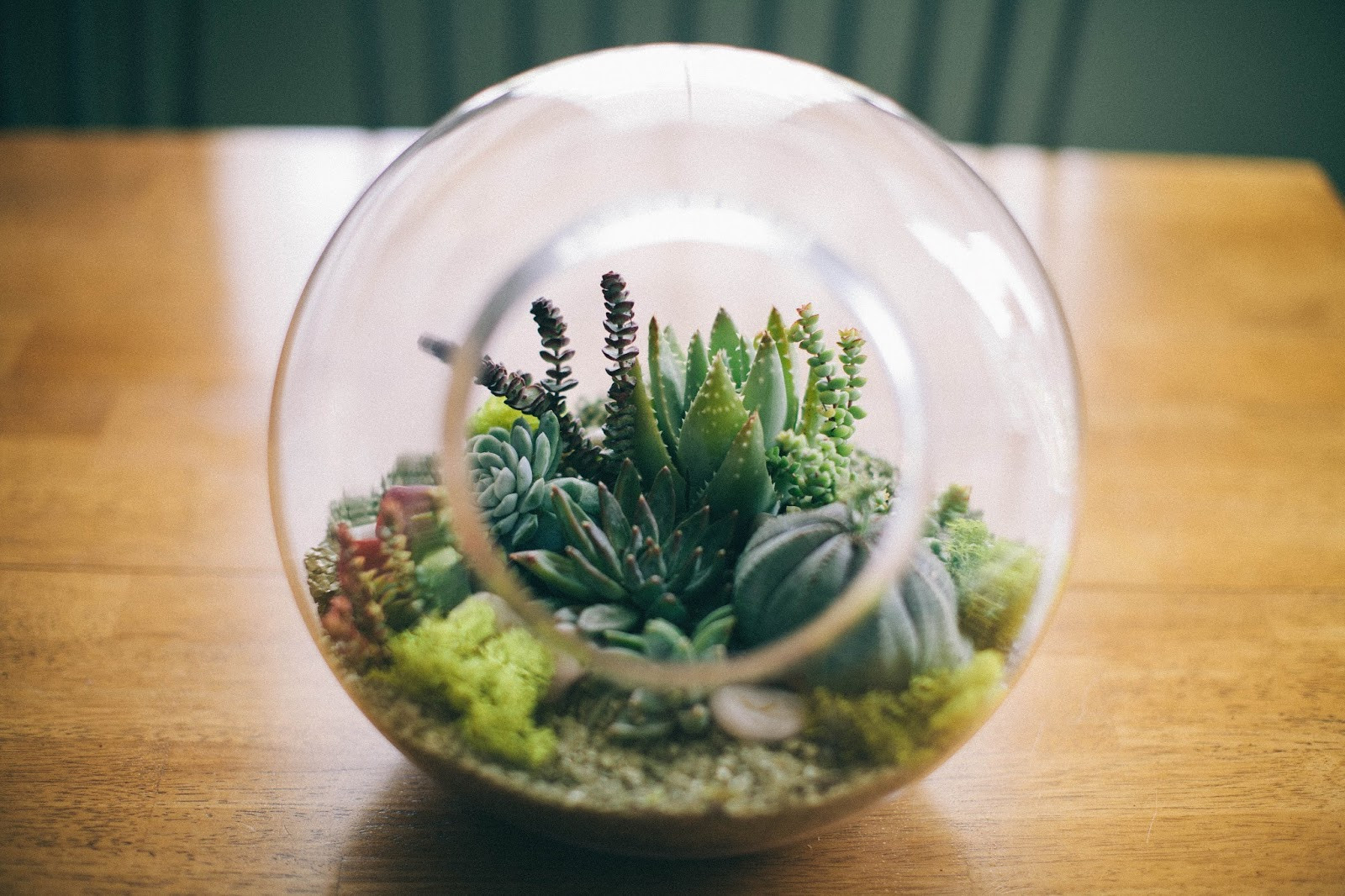 Best ideas about DIY Succulent Terrariums
. Save or Pin The Parker Project DIY Succulent Terrarium Now.