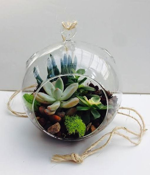 Best ideas about DIY Succulent Terrariums
. Save or Pin DIY hanging succulent terrarium kit with real succulents Now.