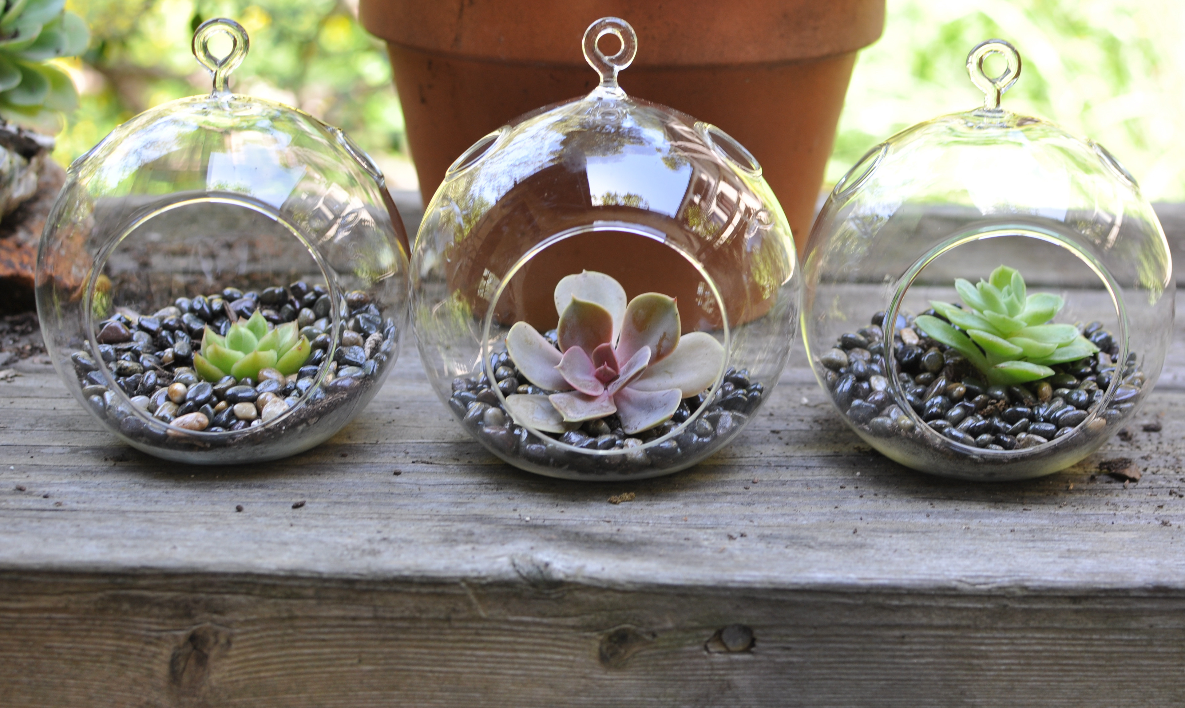 Best ideas about DIY Succulent Terrariums
. Save or Pin Voilà Succulent Terrariums Now.