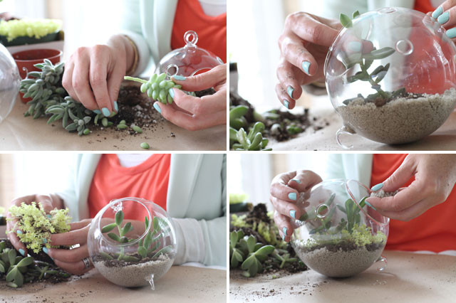 Best ideas about DIY Succulents Terrarium
. Save or Pin How To Make A Succulent Sea Terrarium Making it Lovely Now.