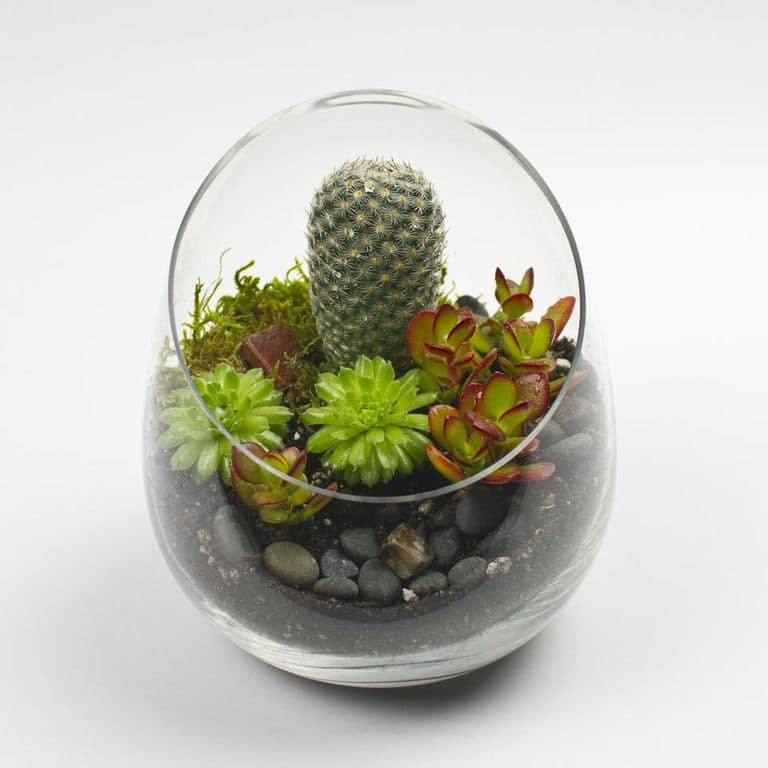 Best ideas about DIY Succulents Terrarium
. Save or Pin The Sideways DIY Succulent Terrarium Kit Now.