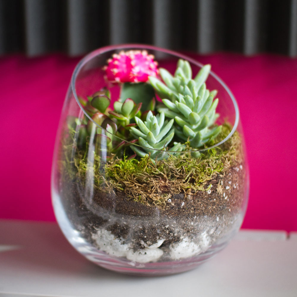 Best ideas about DIY Succulents Terrarium
. Save or Pin The Sideways DIY Succulent Terrarium Kit Now.