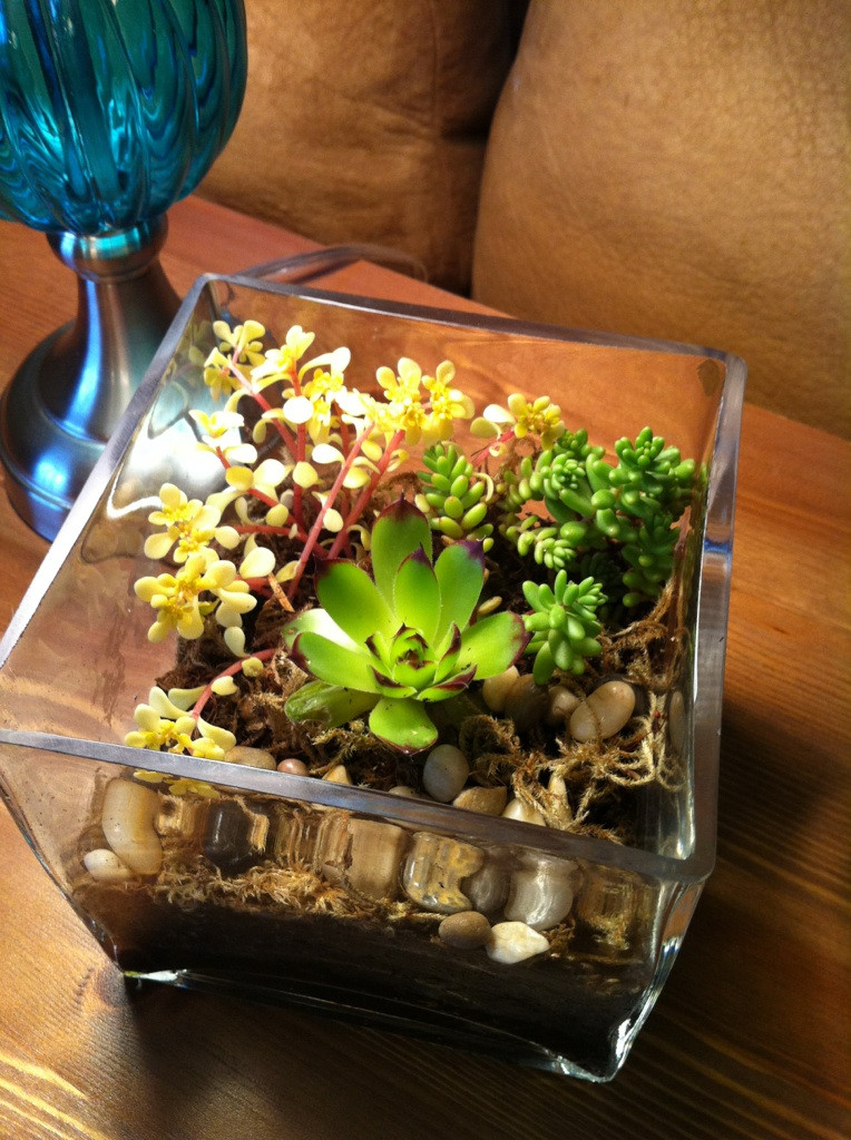 Best ideas about DIY Succulents Terrarium
. Save or Pin sleepless in Sandy DIY succulent terrarium Now.