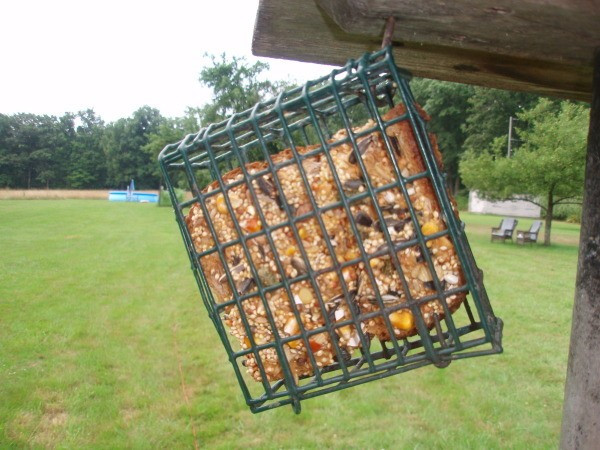 Best ideas about DIY Suet Feeder
. Save or Pin Making Homemade Suet Now.