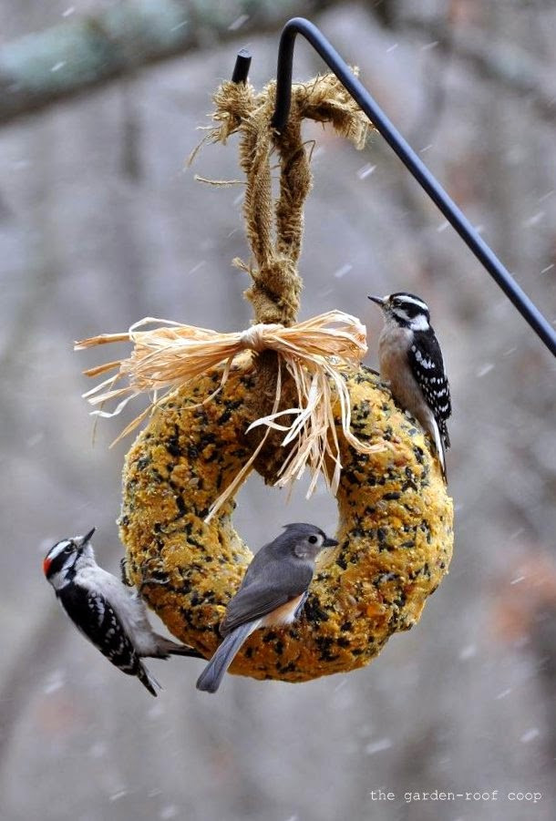 Best ideas about DIY Suet Feeder
. Save or Pin the garden roof coop DIY Suet Wreath Now.