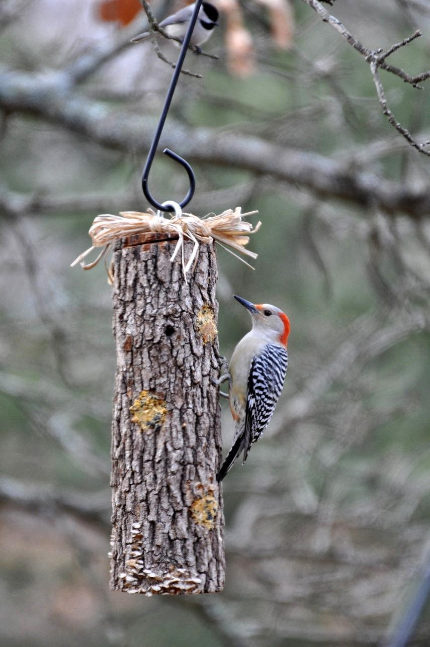 Best ideas about DIY Suet Feeder
. Save or Pin the garden roof coop DIY Suet Feeders Now.