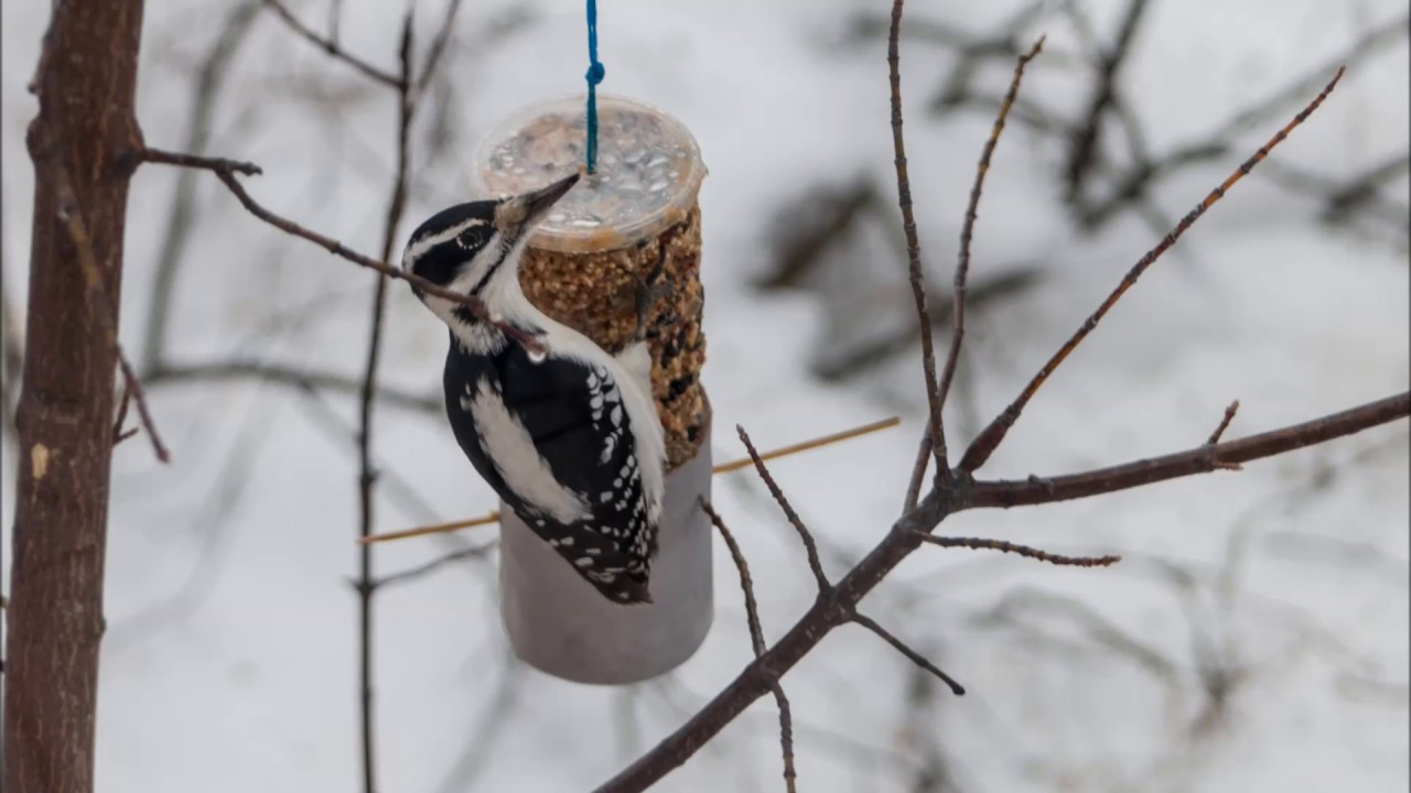 Best ideas about DIY Suet Feeder
. Save or Pin DIY Suet Feeder Now.