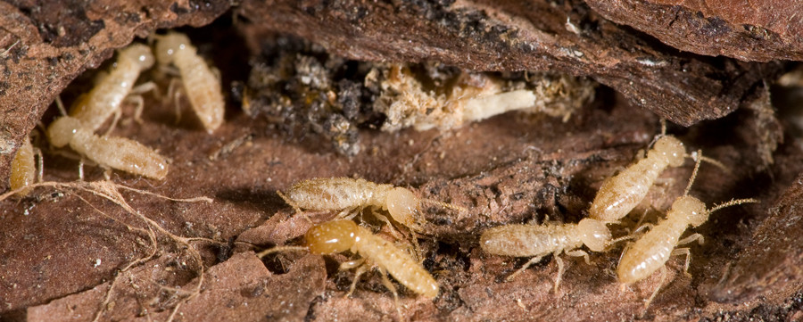 Best ideas about DIY Termite Control
. Save or Pin DIY Termite Treatments Now.