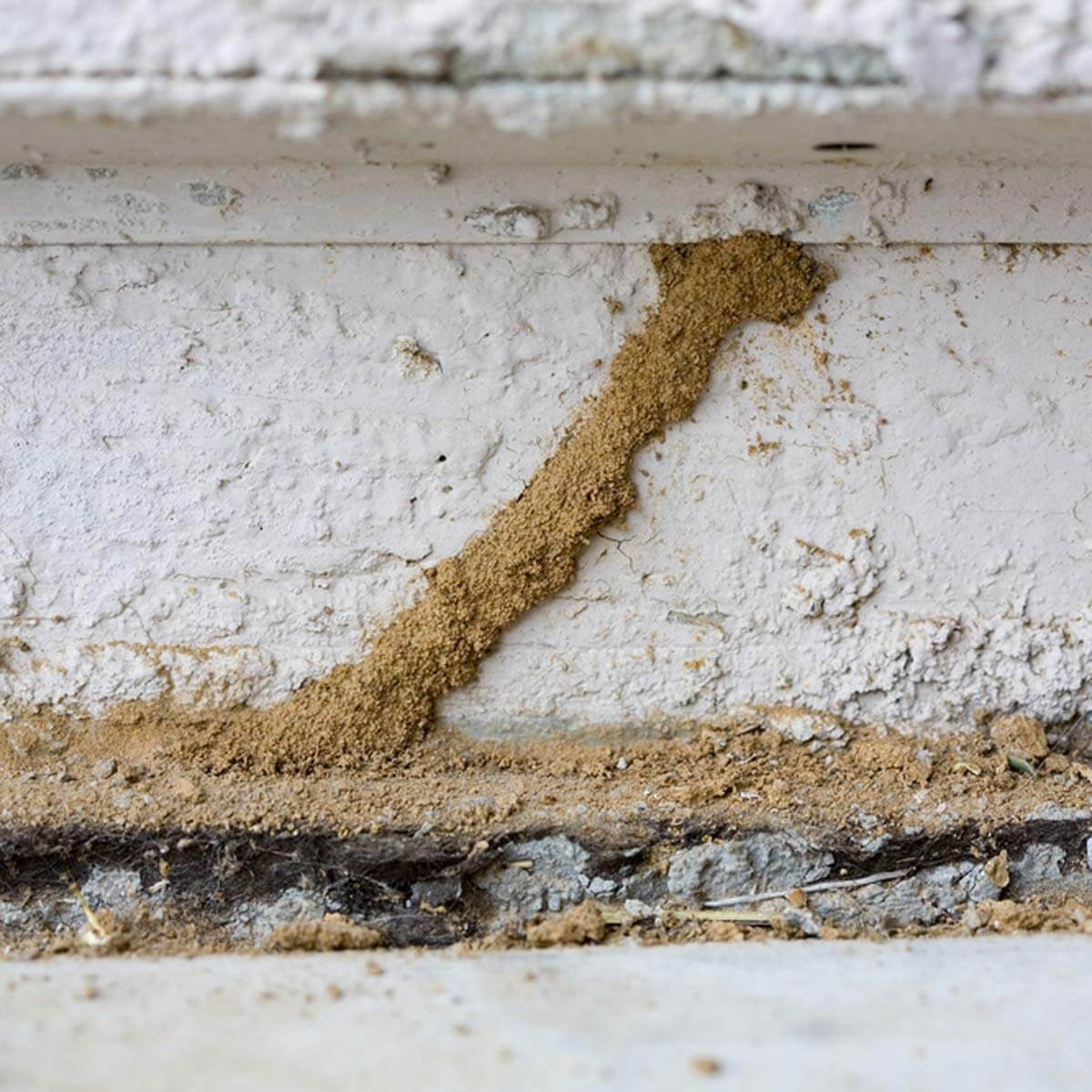 Best ideas about DIY Termite Control
. Save or Pin 13 Must Know Tips for DIY Termite Control — The Family Now.