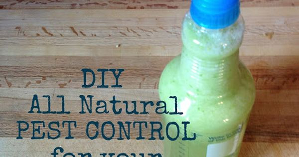 Best ideas about DIY Termite Control
. Save or Pin DIY Organic All Natural Garden Pest Control Now.