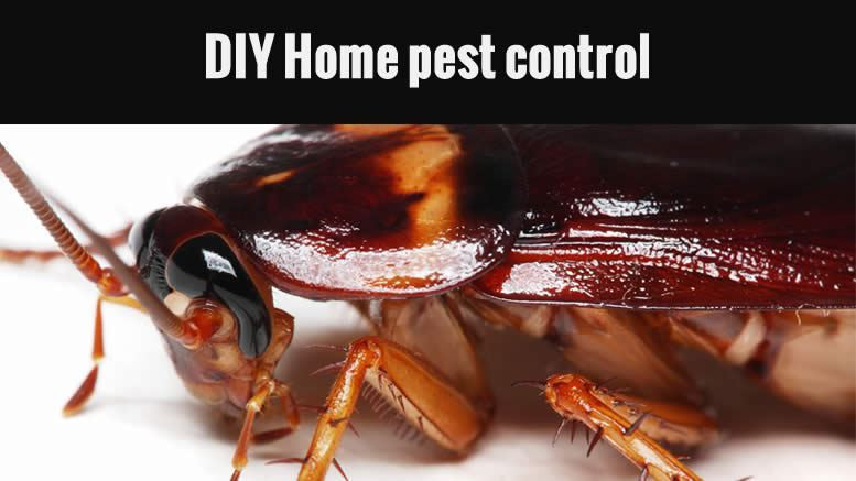 Best ideas about DIY Termite Control
. Save or Pin DIY Home Pest Control Save money and professional Now.
