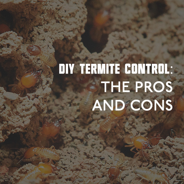 Best ideas about DIY Termite Control
. Save or Pin DIY Termite Control The Pros and Cons Now.