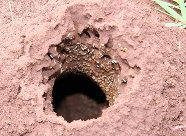 Best ideas about DIY Termite Treatment
. Save or Pin Termite Treatment DIY Projects Craft Ideas & How To’s for Now.