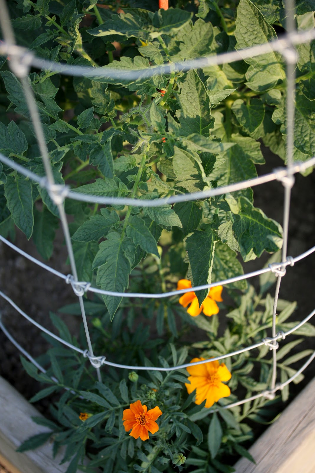 Best ideas about DIY Tomato Cage
. Save or Pin Shannan Martin Writes Dad s DIY Tomato Cages Now.