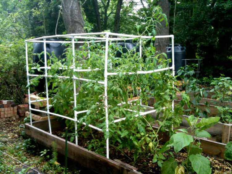 Best ideas about DIY Tomato Cage
. Save or Pin 53 Tomato Trellis Designs pletely Free Now.