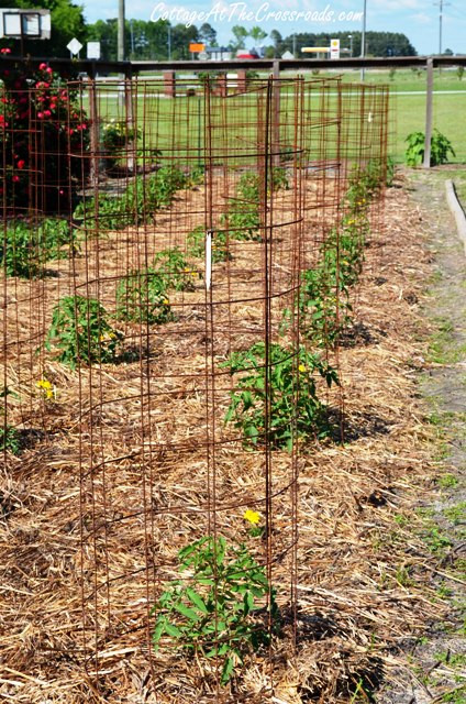 Best ideas about DIY Tomato Cage
. Save or Pin DIY Tomato Cages Cottage at the Crossroads Now.