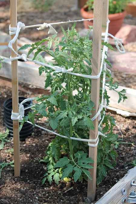 Best ideas about DIY Tomato Cage
. Save or Pin 18 DIY Tomato Cages For Your Garden Now.