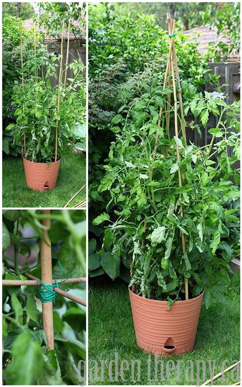 Best ideas about DIY Tomato Cages
. Save or Pin It’s Not Too Late to Make DIY Tomato Cages Garden Therapy Now.