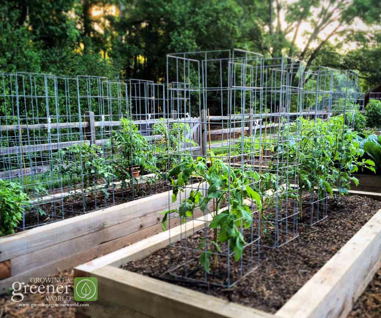 Best ideas about DIY Tomato Cages
. Save or Pin Make the Ultimate Tomato Cage GrowingAGreenerWorld Now.