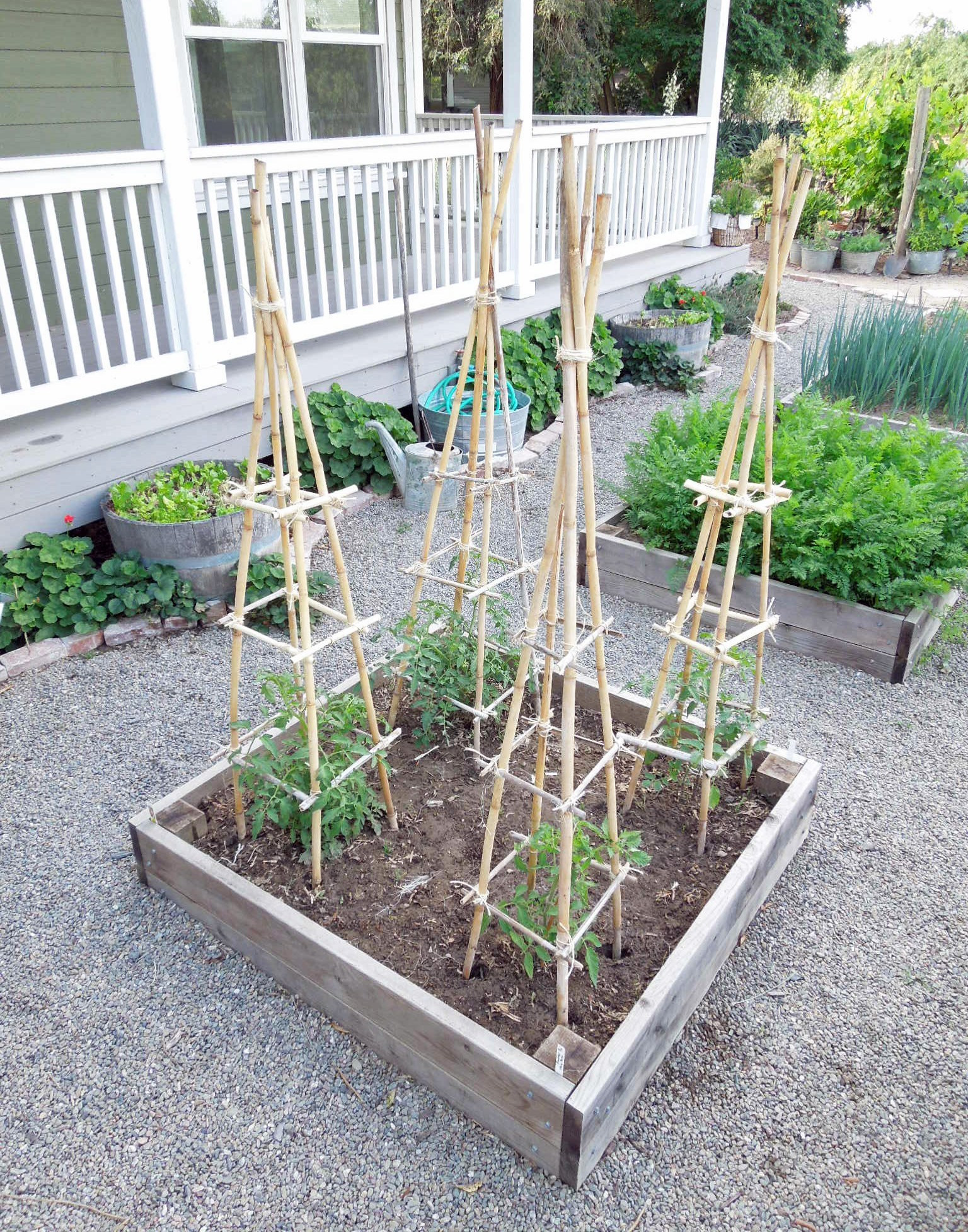 Best ideas about DIY Tomato Cages
. Save or Pin Bamboo Tomato Cage Now.