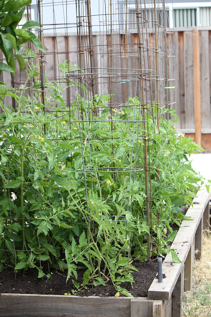 Best ideas about DIY Tomato Cages
. Save or Pin Frugal Frolic DIY Frugal Tomato Cages Now.