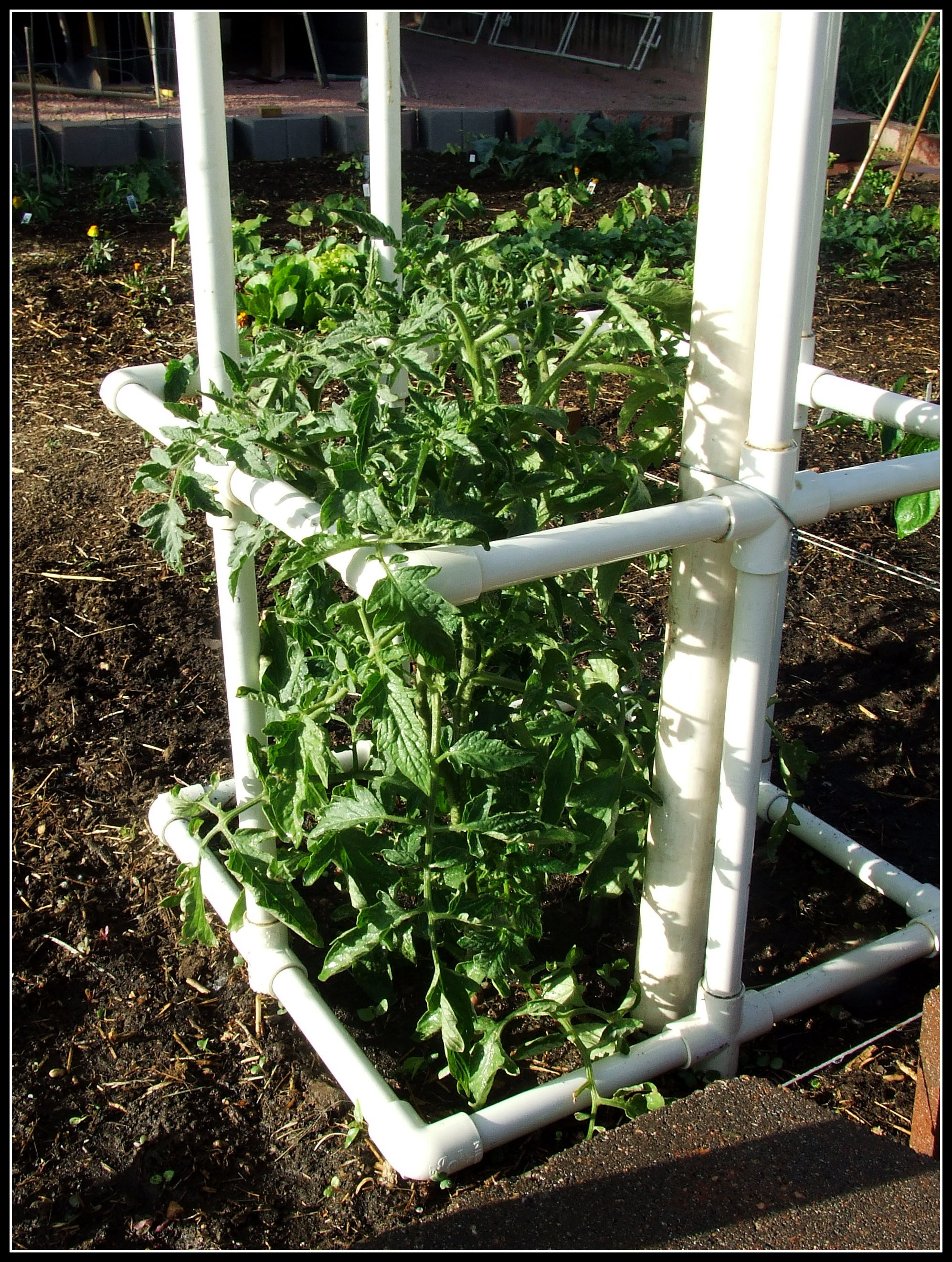 Best ideas about DIY Tomato Cages
. Save or Pin How to Build your Own PVC Tomato Cage Now.