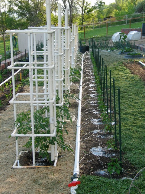 Best ideas about DIY Tomato Cages
. Save or Pin How to Build your Own PVC Tomato Cage Now.