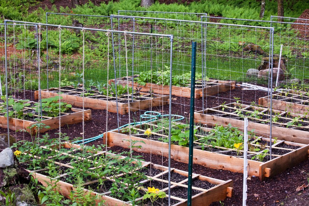 Best ideas about DIY Tomato Trellis
. Save or Pin Ewa in the Garden 15 ideas of DIY pea trellis Now.