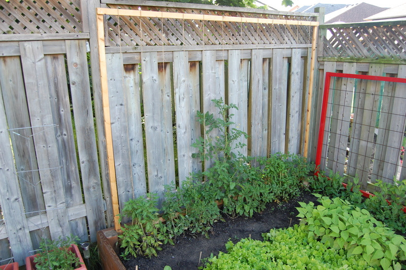 Best ideas about DIY Tomato Trellis
. Save or Pin Trellising Tomatoes northstory Now.