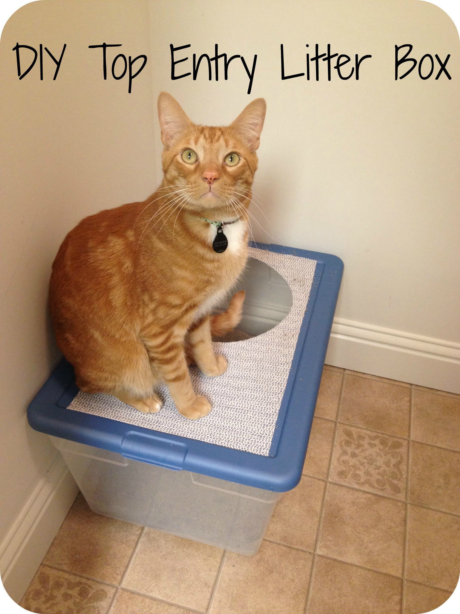 Best ideas about DIY Top Entry Litter Box
. Save or Pin DIY Top Entry Litter Box Now.