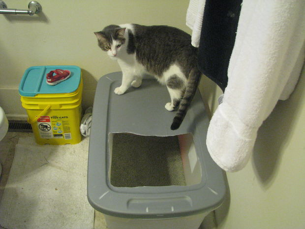 Best ideas about DIY Top Entry Litter Box
. Save or Pin I can make that "Top Entry Litterbox" All Now.