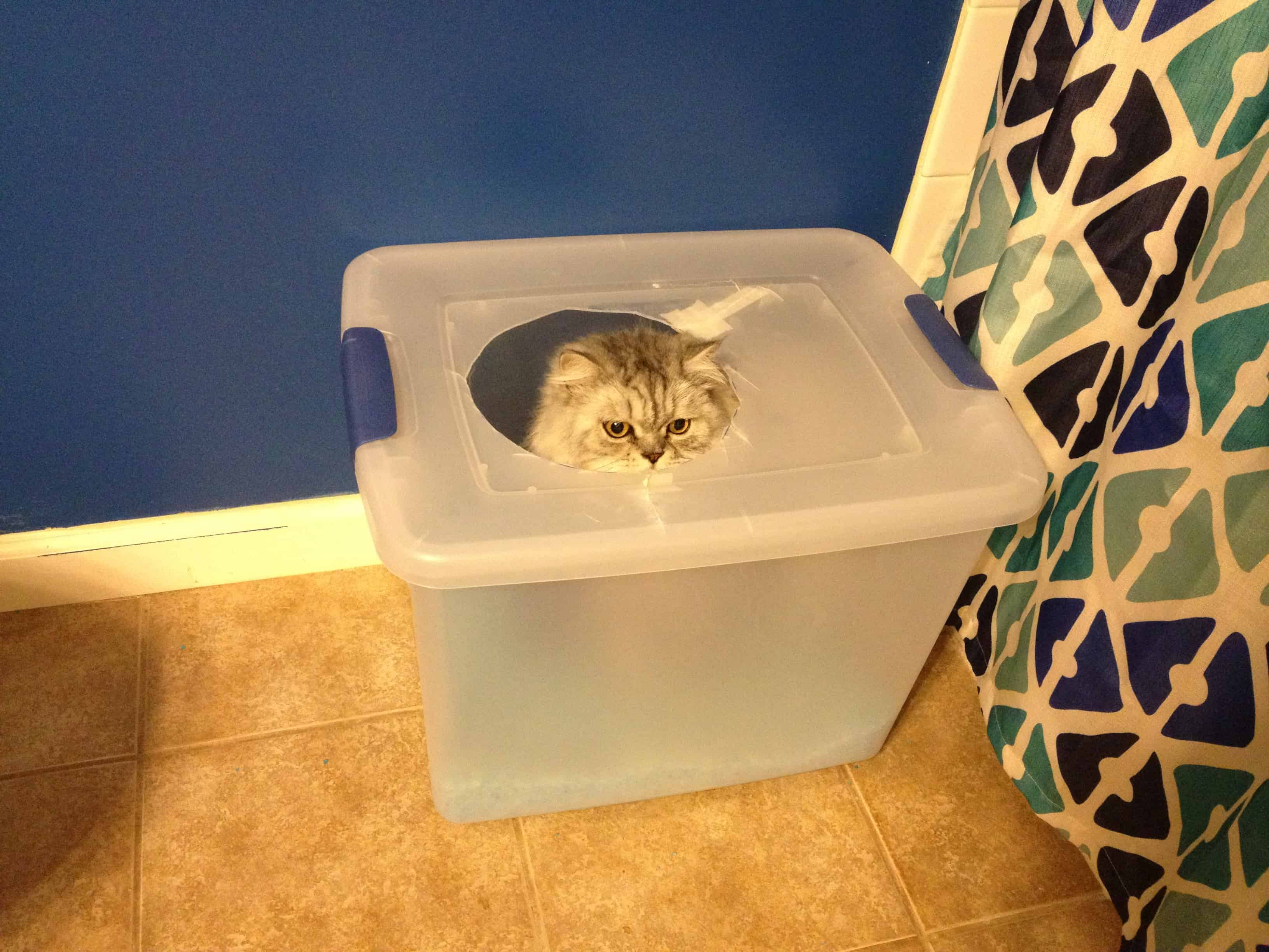 Best ideas about DIY Top Entry Litter Box
. Save or Pin diy top entry litter box Archives Charleston Crafted Now.