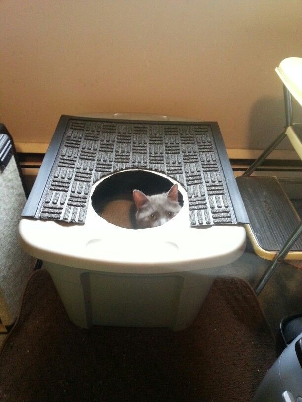 Best ideas about DIY Top Entry Litter Box
. Save or Pin "Frugal Feline" diy Clever Cat top entry litter box Cut a Now.