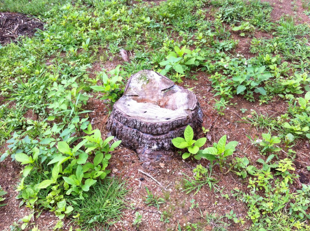 Best ideas about DIY Tree Removal
. Save or Pin DIY Tree Stump Removal Lehman Lane Now.