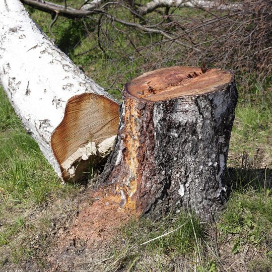 Best ideas about DIY Tree Removal
. Save or Pin DIY Small Tree Removal Now.