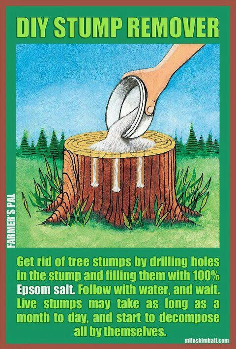 Best ideas about DIY Tree Removal
. Save or Pin DIY Stump Remover Flowers and Backyard Decor Now.