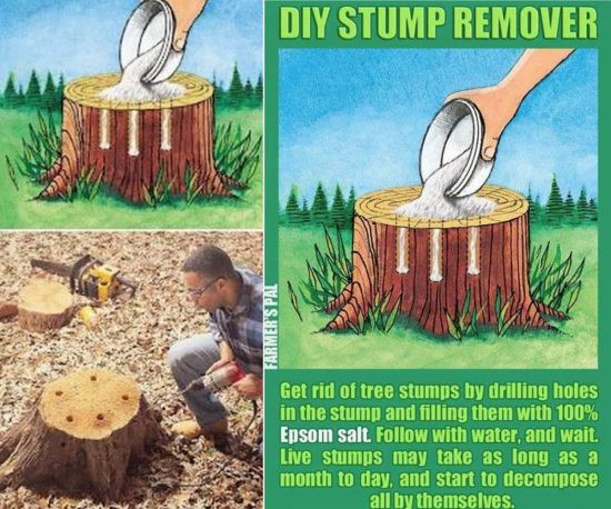 Best ideas about DIY Tree Removal
. Save or Pin This Magic All Natural Weed Potion Really Works Now.