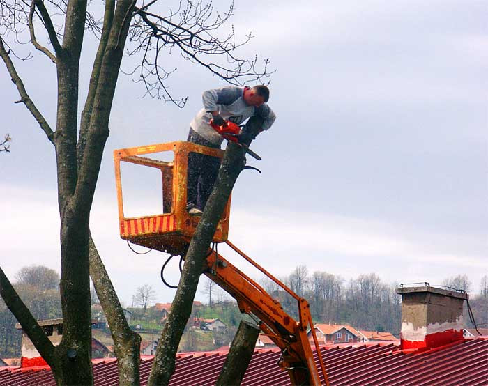 Best ideas about DIY Tree Removal
. Save or Pin Tree Removal Not a Re mended DIY Project Now.