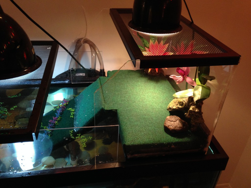 Best ideas about DIY Turtle Dock
. Save or Pin Long Live Your Turtle Turtle Basking Dock DIY Tank Now.
