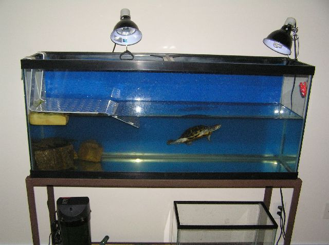 Best ideas about DIY Turtle Dock
. Save or Pin diy turtle dock Do It Your Self Now.