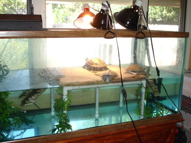 Best ideas about DIY Turtle Dock
. Save or Pin best red eared turtle terrarium tank Google Search Now.