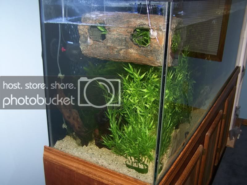 Best ideas about DIY Turtle Dock
. Save or Pin Homemade turtle dock Now.