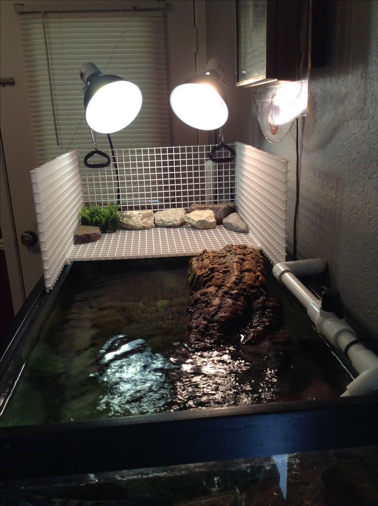 Best ideas about DIY Turtle Dock
. Save or Pin 17 Best ideas about Turtle Aquarium on Pinterest Now.