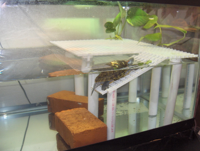 Best ideas about DIY Turtle Dock
. Save or Pin kingsnake photo gallery Reptiles and Amphibians Now.
