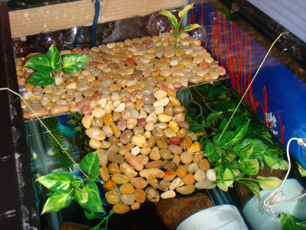 Best ideas about DIY Turtle Tank
. Save or Pin DIY Turtle dock another idea for basking area until he Now.