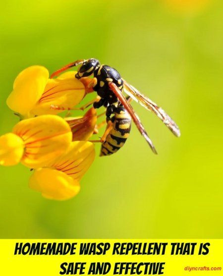 Best ideas about DIY Wasp Killer
. Save or Pin Homemade Wasp Repellent That is Safe and Effective Now.