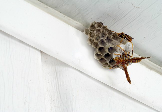 Best ideas about DIY Wasp Killer
. Save or Pin Homemade Wasp Trap Bob Vila Now.