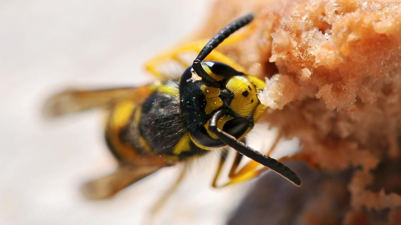 Best ideas about DIY Wasp Killer
. Save or Pin How Do You Make a Homemade Wasp Killer Now.