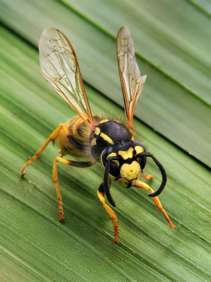 Best ideas about DIY Wasp Killer
. Save or Pin How to Make Wasp Killer Now.