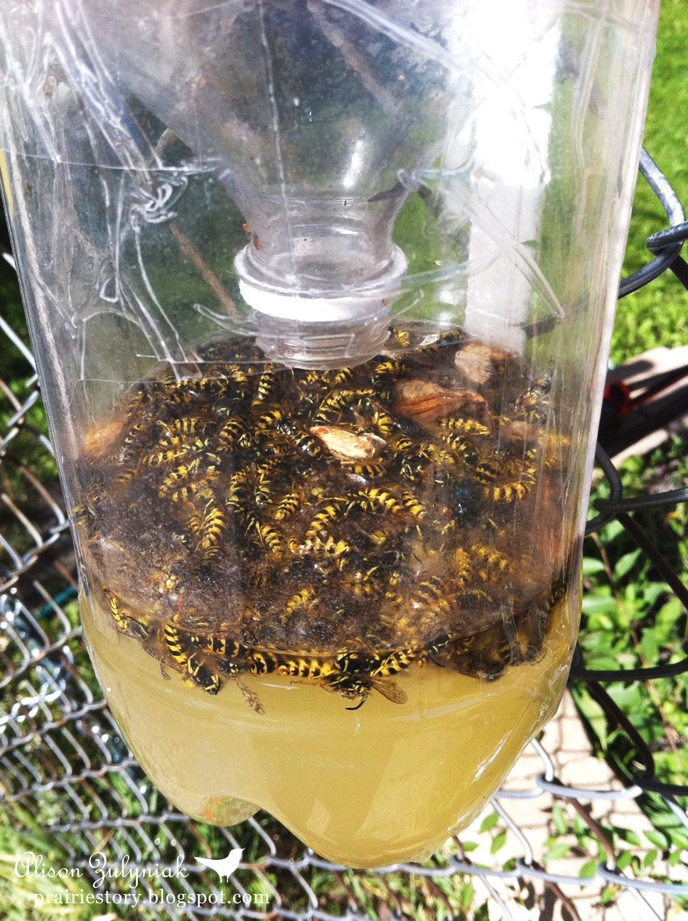 Best ideas about DIY Wasp Killer
. Save or Pin Prairie Story Homemade Wasp Trap Now.